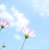 새로운 동요가 올려졌습니다. ^^